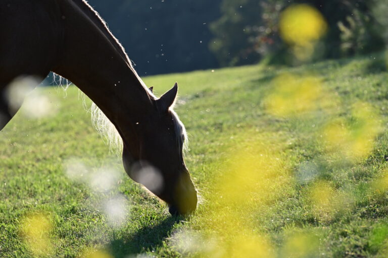 Insektenplage. Schönes Pferd frei zwischen gelben Blumen auf einer Wiese wird von Insekten attackiert