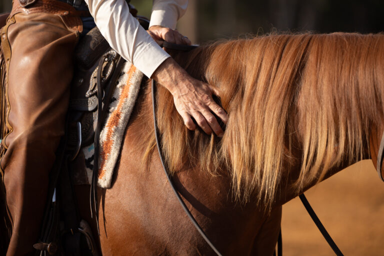Petting a horse mane